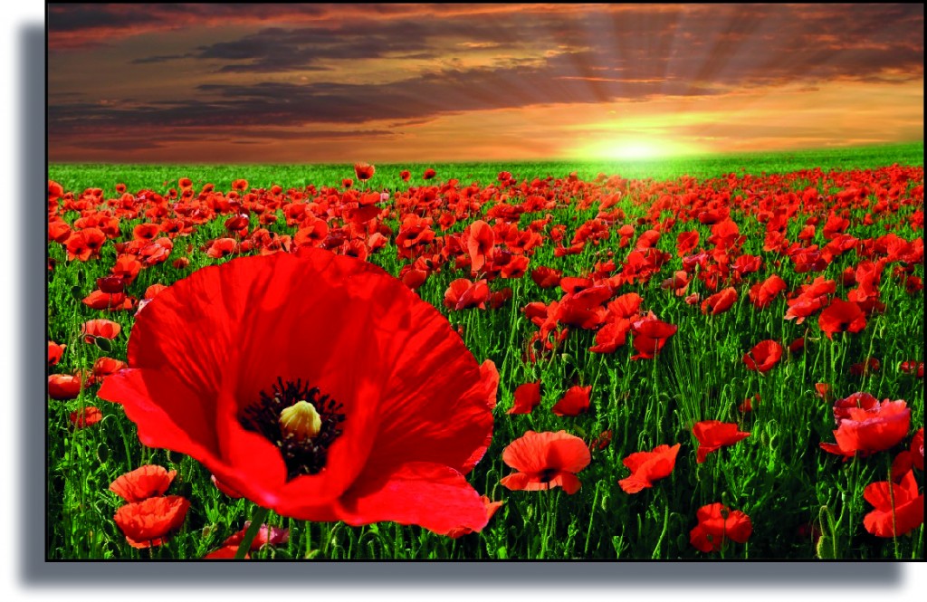 Celebrate Your WWI Centenary with Pictorial Meadows special Remembrance