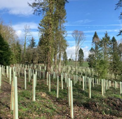 Green-tech Supports Woodland Restoration at Rockyfold Wood Following Outbreak of Ash Dieback