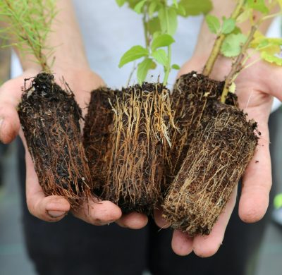 Rymer Trees and Hedging – Rooted in Quality, Cell-Grown and 100% Peat-Free