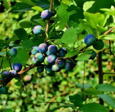 Why Choose a Mixed Native Hedge for Your Next Project