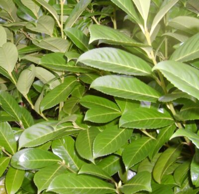 Extra Large Cherry Laurel: Instant Screening for High-Impact Landscapes