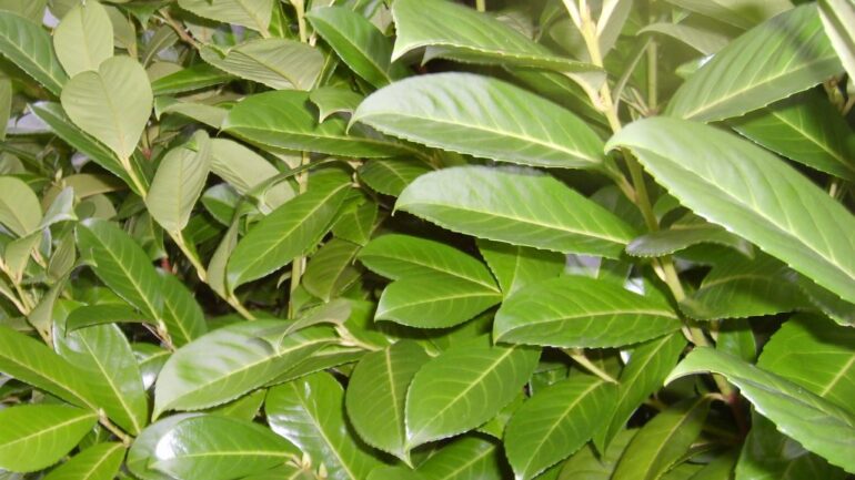 Extra Large Cherry Laurel: Instant Screening for High-Impact Landscapes